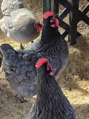 6+ Sapphire Gem (F2) Fertile Hatching Eggs, NPIP/AI Free