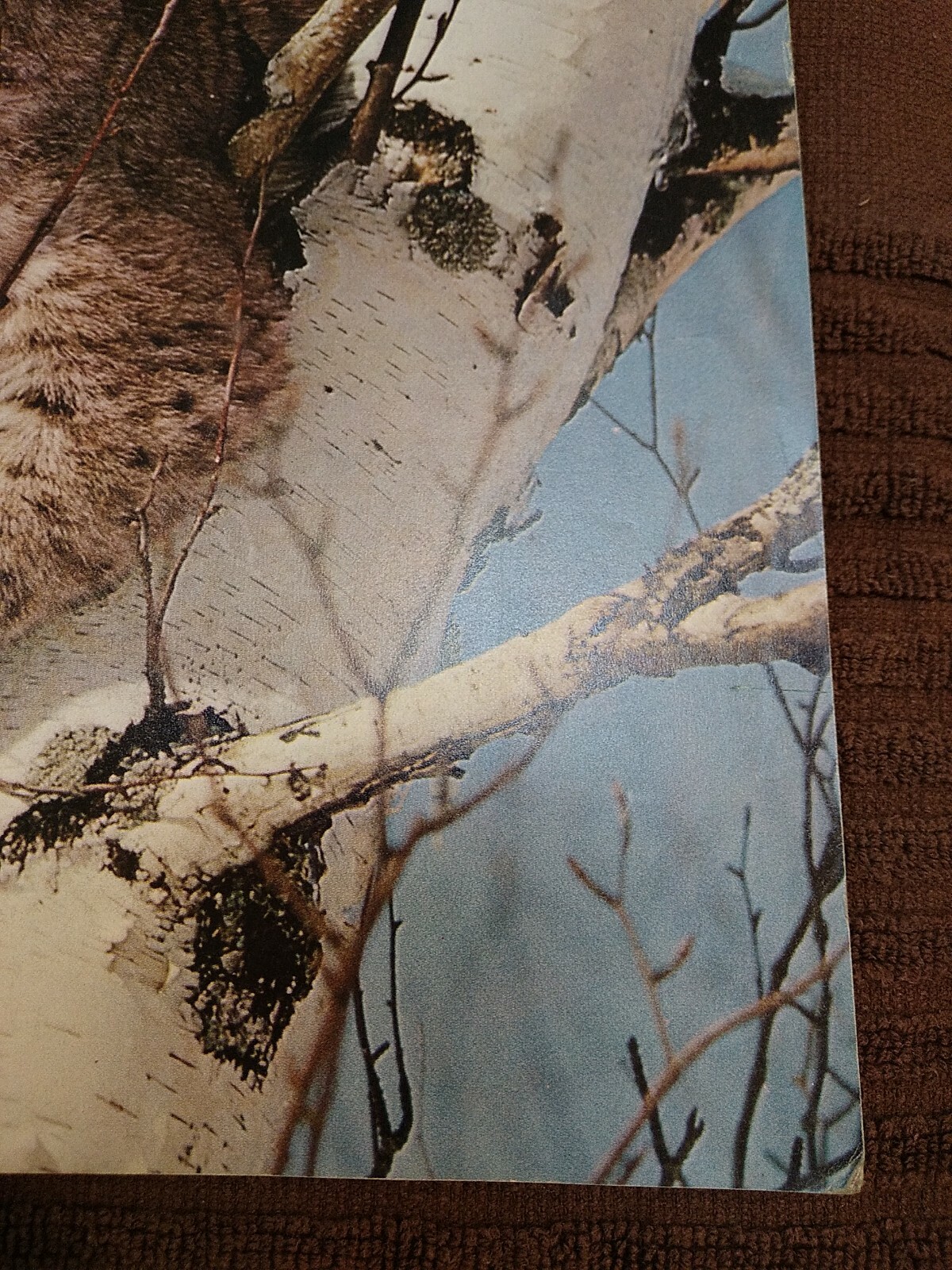 Picture 4 of 12