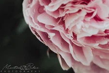 Pink Rose with Dew Drops Wall Art Print Various Sizes Fine Art Photography 