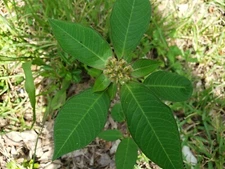 Wild Poinsettia Freshly Grown in Florida, 10+ Seeds, $1 Shipping With Tracking