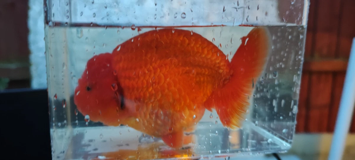 Fancy goldfish 2024 for sale