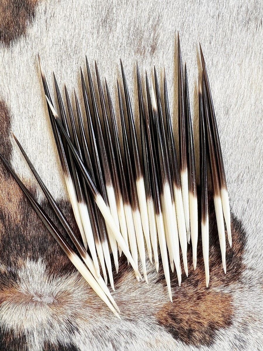 Porcupine Quills For Crafts 10X - Hair Sticks, Fishing Bobbers, Quillwork & Handwork Supplies Paper Quilling Tools - Foto 2