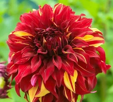 1 - Giant Dinnerplate BOHEMIAN SPARTACUS Dahlia Bulb Tuber Clump SPRING SHIPPING