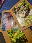 Nature themed blank greeting cards, sunset, rustic, Woodcock, cattails, Fall