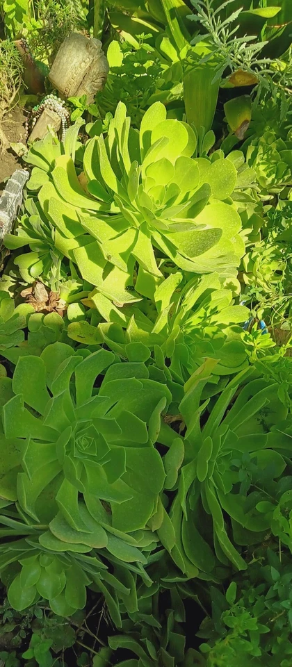 succulents live plants rooted - Image 4 of 4