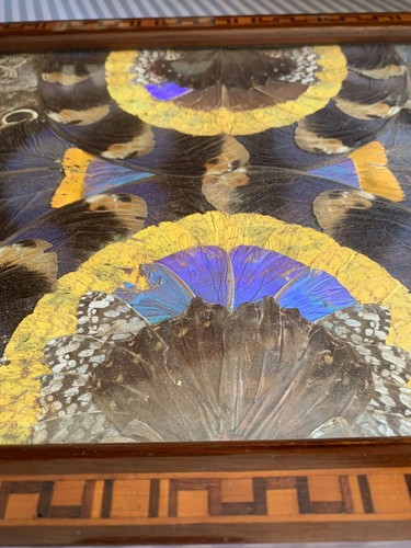 Vintage Butterfly Wing Art Serving Tray From Rio de Janeiro Brazil Circa 1940's - Picture 4 of 14