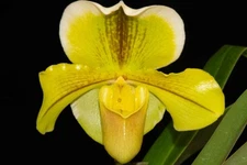 Paphiopedilum [Magic Szabo x  (In-Charm Topaz x In-Charm Gold)] #3, in flower