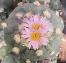 Rare Cactus With 3 Pups