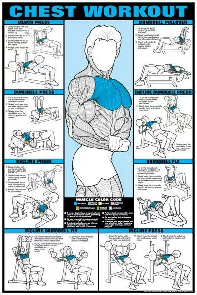 CHEST WORKOUT Pectorals Professional Fitness Gym 24x36 Wall Chart POSTER  (Co-Ed)