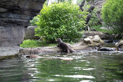 #ad An otter emerges from the water on a hot early August day at the Buffalo Zoo in $12.99