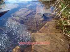PHOTO  FROGSPAWN NEAR SHELF BROOK LITTLE CLOUGH JOINS SHELF BROOK HERE AND THIS