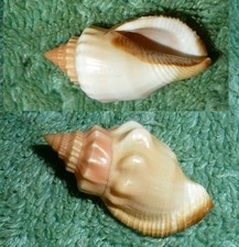 RFM 13370 Strombus erythrinus Dilwyn 1817 30.8mm F++/Gem collected by local fish