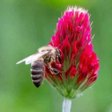 1 lb. Crimson Red Clover Seed Cover Crop Pollinator Attractant Food Plot