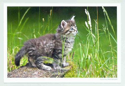 1 AK Postkarte Katze ''Adventure Tours'' - NEU !!!  =(^..^)= ___~~ m