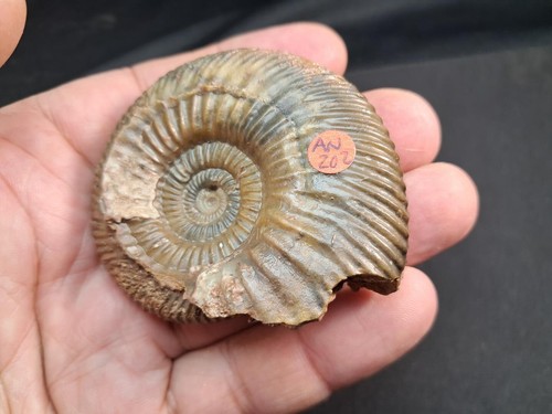 very nice ammonite, Parkinsonia parkinsoni ,from upper bajocian,Oberpalz-Bavaria - Imagen 14 de 24