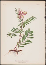 1879 Meehan Antique Botanical Print Tephrobia Virginiana - Hoary Pea #21