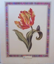 TULIPA by Christoph Jacob Trew  - Beautiful Botanical Print  20 x 16