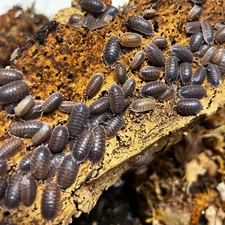 12 ct. Porcellio dilatatus "Giant Canyon" Live Isopods - Exo-Morphs