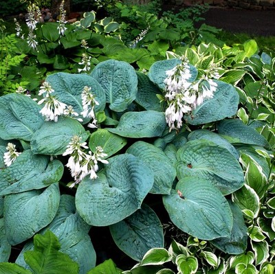 2 Hosta sieboldiana Elegans Große Blaublatt-Funkie  Winterhart bis minus 30 Grad