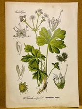 1886 ANTIQUE PICTURES LITHOGRAPH ART PRINT BOTANY FLOWER FLORA NATURE DECO PO...