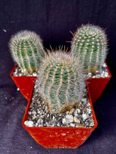 Lobivia area v. quinesensis, lot of 3 cactus plants