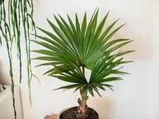 10 Fan Palm Bonsai Tree Seeds for Planting