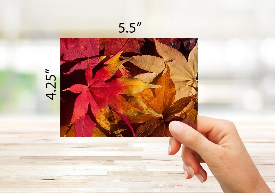 Tarjetas de notas escenas de otoño - en blanco por dentro con sobres - 5,5"x4,25"-12 o 24 paquetes Foto 3 de 4