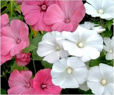 30 + Rose Mallow Seeds Mixed / Pink  And White Flowers / Tree Mallow/ Fresh