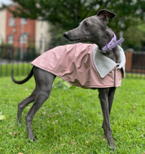 Lurcher / Whippet Waterproof Rain Coat / Mac - Iggy Suits London - Pink