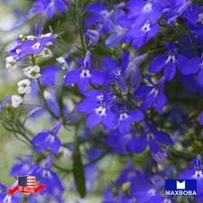 400 Lobelia Seeds Cambridge Blue Non-GMO BOGO 50% OFF