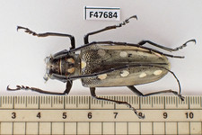 F47684. Unmounted insect: Batocera sp. Central Vietnam.