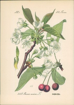 Chromolithographie : Süßkirsche. Vogelkirsche. Prunus avium L. Rosaceae. Syn. Pr