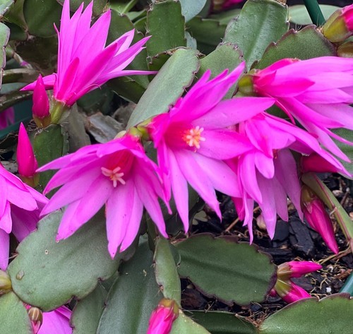 HATIORA RHIPSALIDOPSIS ROSEA SPRING EASTER CACTUS 2 PCS CUTTINGS SUCCULENTS 3-46 - Picture 15 of 16