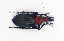 Carabidae - Carabus (Acoptorabrus) gehinii ssp manoianus (m) - Rare 