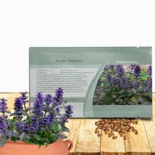 200 Seeds Ajuga Reptans Ground Cover Plant Seed