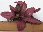 Euphorbia francoisii-#4 Modern hybrid-seed propagated and grown in Usa