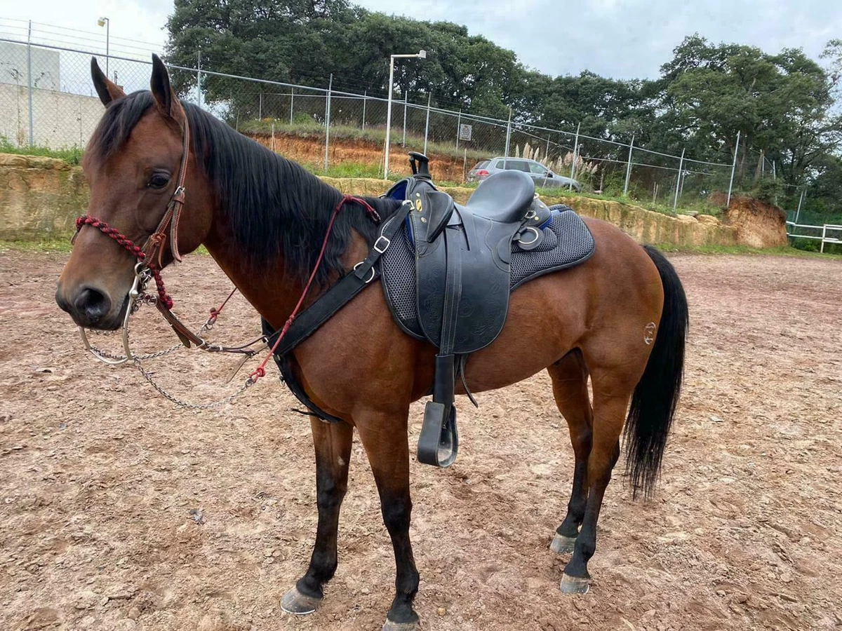 Leather Australian Stock Horse Tack Saddle With Horn And Set Size 10