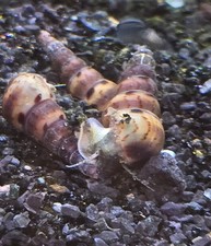 40 Malaysian Trumpet Snails-Sm to Med Sized- Aquatic Snails