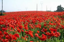 Red Corn Poppy Flower Seed Papaver rhoeas Great Pollinator 4000 to 198,000 SEEDS