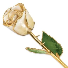 Lacquer Dipped Gold Trimmed Cream/White Real Rose - FREE SHIPPING