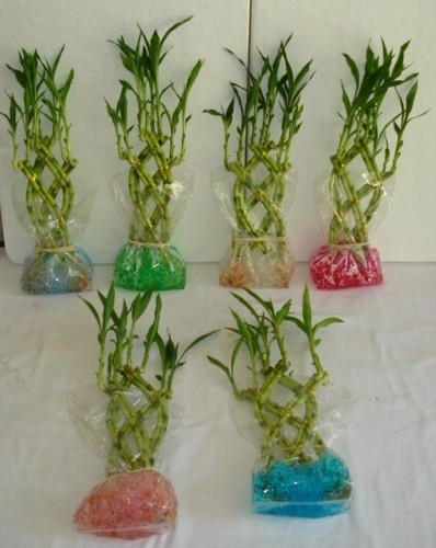 WATER BEADS for LUCKY BAMBOO PLANTS , Flowers - hugs roots & reduces watering - Afbeelding 1 van 80