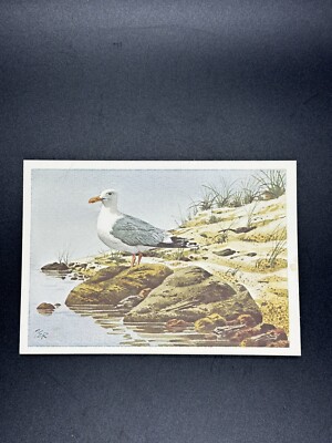 Vintage Current Inc. Colorado Spring, CO Post Card Sea Gull Bird