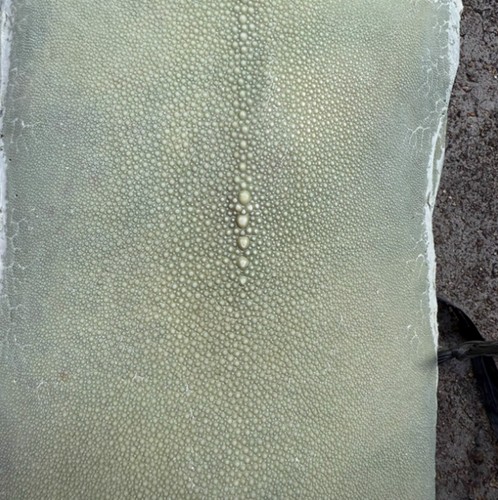 1PCS Real Unpolished Stingray Shagreen Fish Skin Leather Hide Pelt Various color - Picture 10 of 14
