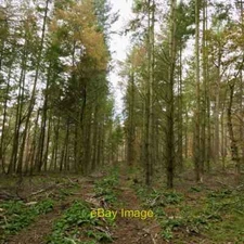 Photo 6x4 Extracton lane, Bedstone Hill Mynd/SO3574 The 2013 orienteerin c2021