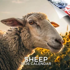 Sheep Calendar 2026 FULL SIZE 12x24 Made in USA