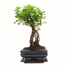 Bonsai Baum mit Keramik Blumentopf - Chinese elm - ca. 7 Jahre (15 cm Schale)