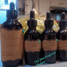 Mullein Tincture 2oz Sizes LIMITED BATCH
