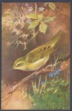 Willow Warbler by Roland Green - R.S. Art Press bird postcard