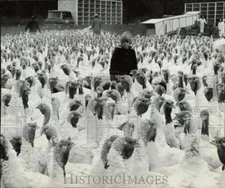 1972 Press Photo Turkeys to Be Processed at Swift & Co. Plant, Frazee, Minnesota