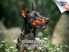 Doberman Dog Breed Calendar 2026 12x18 Made in USA